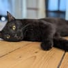 Bruno sucht engen Familienanschluss