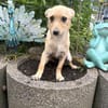 Abby ein kleines Pinschermix Mädchen