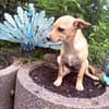 Abby ein kleines Pinschermix Mädchen