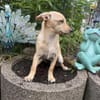 Abby ein kleines Pinschermix Mädchen