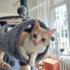 Stephan Freundlicher Kater sucht Familie