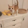 Stephan Freundlicher Kater sucht Familie