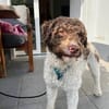 Tobi Lagotto Romagnolo auf Pflegestelle