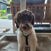 Tobi Lagotto Romagnolo auf Pflegestelle