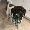 Tobi Lagotto Romagnolo auf Pflegestelle