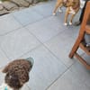 Tobi Lagotto Romagnolo auf Pflegestelle