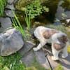 Tobi Lagotto Romagnolo auf Pflegestelle