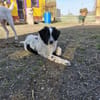 Liebenswerter Lenny sucht Familie