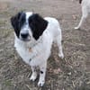 Liebenswerter Lenny sucht Familie