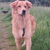 Simba sucht erneut seinen Platz