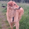 Simba sucht erneut seinen Platz