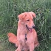 Simba sucht erneut seinen Platz