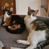 Minnie und Elsa aus dem Tierschutz