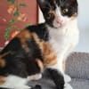 Minnie und Elsa aus dem Tierschutz