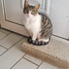 Minnie und Elsa aus dem Tierschutz