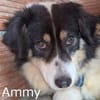 AMMY sucht ihr Für-Immer-Körbchen
