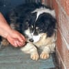AMMY sucht ihr Für-Immer-Körbchen