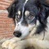 AMMY sucht ihr Für-Immer-Körbchen