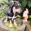 Rory ein Tolles Kerlchen