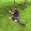 Rory ein Tolles Kerlchen