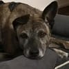 Cassie - freundliche und brave Hündin