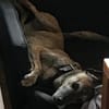 Cassie - freundliche und brave Hündin