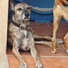 Cassie - freundliche und brave Hündin