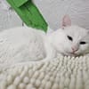 LUKE -sucht Paten und Streicheleinheiten