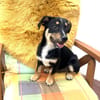 Kleiner Pinscher Dackel Mix
