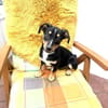 Kleiner Pinscher Dackel Mix