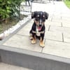 Kleiner Pinscher Dackel Mix