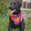 Polly , 1-jährige Labi mix