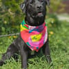 Polly , 1-jährige Labi mix