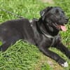 Polly , 1-jährige Labi mix