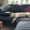 Mylo auf der Suche nach dem Glück