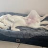 Mylo auf der Suche nach dem Glück