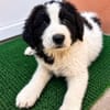 Welpe Rocco sucht sein Heim