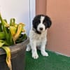 Welpe Rocco sucht sein Heim
