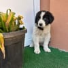 Welpe Rocco sucht sein Heim