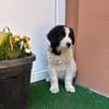 Welpe Rocco sucht sein Heim