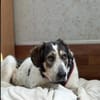 Sheldon mit großem Herzen