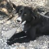 Lupo