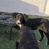 Lupo