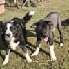 BILLI&GRACE - fit, gepflegt, gut erzogen
