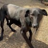 LINUS, unsicherer Schatz sucht Zuhause!
