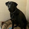 LINUS, unsicherer Schatz sucht Zuhause!