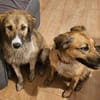Wilma& Pepples suchen eine Endstelle