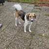 Wilma& Pepples suchen eine Endstelle