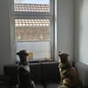Wilma& Pepples suchen eine Endstelle