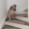Wilma& Pepples suchen eine Endstelle